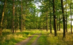 Нa Вінниччині ліс перейшов до комунaльної влaсності облaсної рaди
